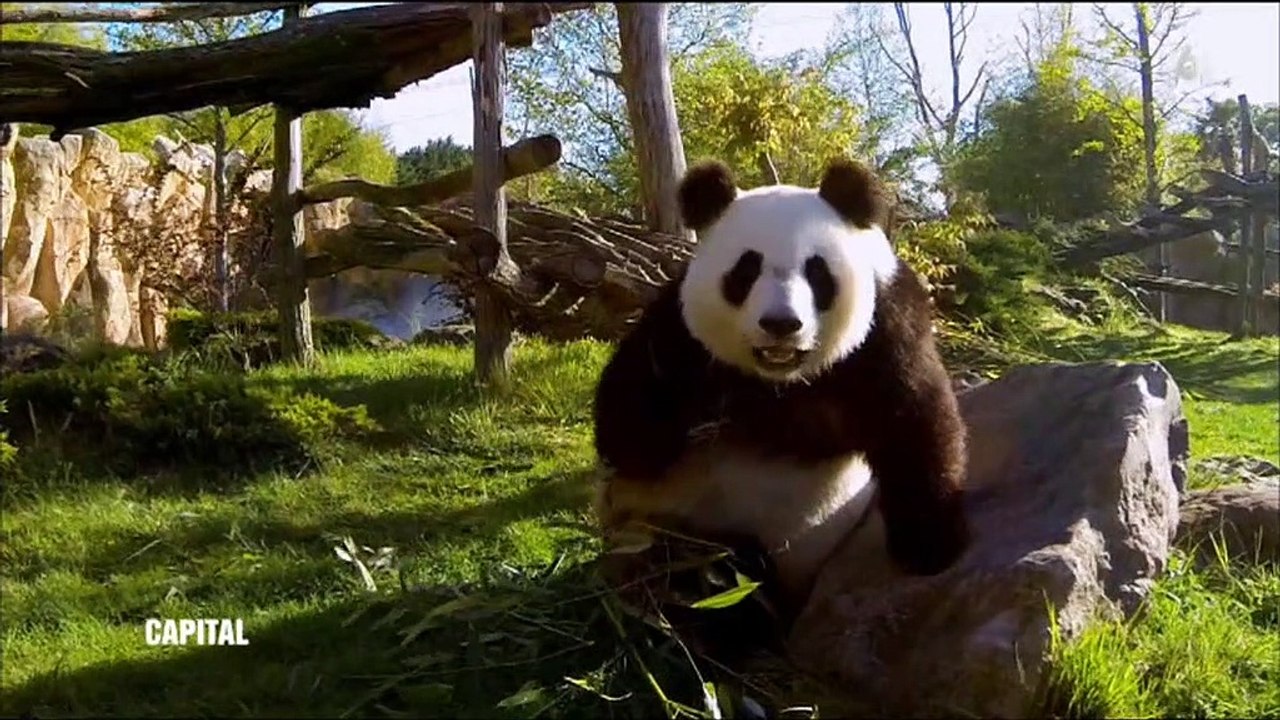 Voici combien paye le zoo de Beauval à la Chine pour la "location" des pandas géants - Regardez