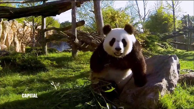 Voici combien paye le zoo de Beauval à la Chine pour la location des pandas géants - Regardez