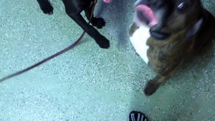 Puppy Life Coach - Cane Corso w/ Pit Mix Interaction