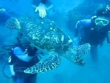 Plongée sous marine avec une tortue