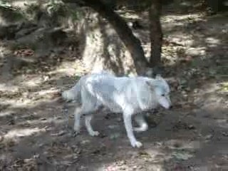 Loups 3 loups