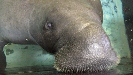 Snooty, the world’s oldest captive manatee, dies after 'accident'
