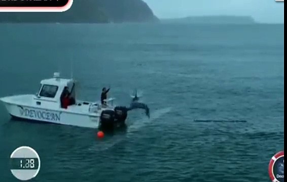 Michael Phelps VS Great White Shark Full Race