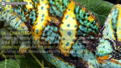 Top 10 Animals With Amazing Camouflage