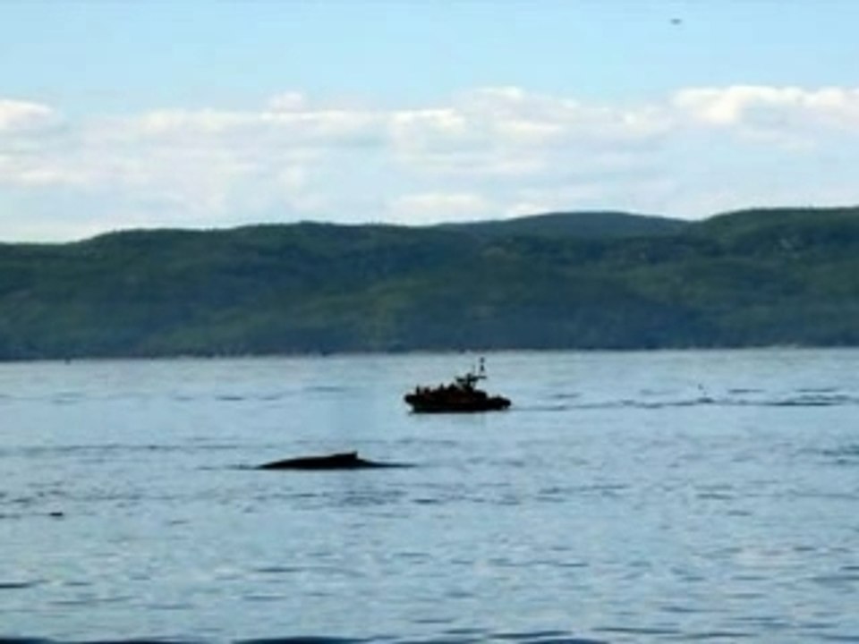 Les baleines