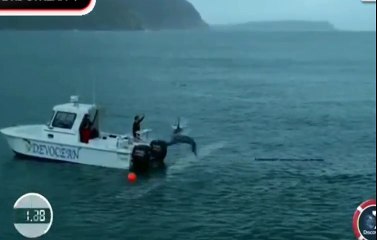 Le 100 m entre Michael Phelps et un grand requin blanc... en image de synthèse