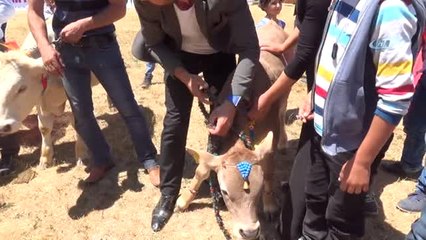 Buzağı Bal ve Yoğurt Festivali'nde Buzağılar Podyumda Nefes Kesti