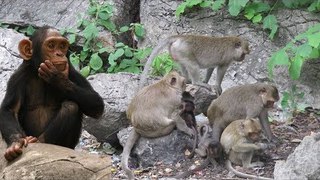 Amazing monkey meeting at Angkor Temple - Funny Monkey Videos