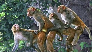Amazing Monkey Meeting With Tourist At Angkor Wat Temple - Funny Monkeys Meeting 2017
