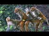 Amazing Monkey Meeting With Tourist At Angkor Wat Temple - Funny Monkeys Meeting 2017