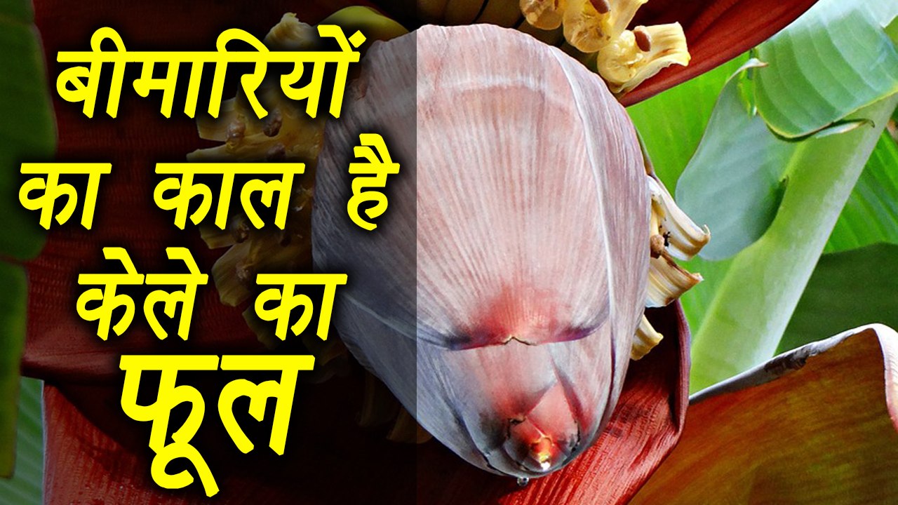 Banana Flower, Health Benefits केले के फूल के नायाब फायदे जान चौंक