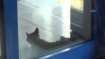 Sıcaktan Bunalan Kedi Marketin Kapısını Mesken Tuttu