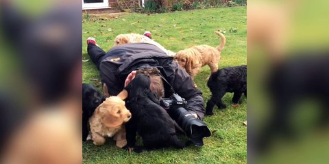 Quand tu tentes de prendre des chiots en photos !