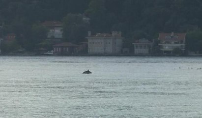 Yunuslar İstanbul Boğazı’nda renkli görüntüler oluşturdu