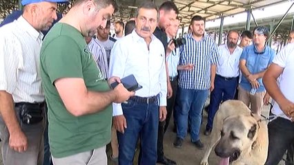 Festivalin İlgi Odağı 'Boğaç' Adlı Köpek Oldu