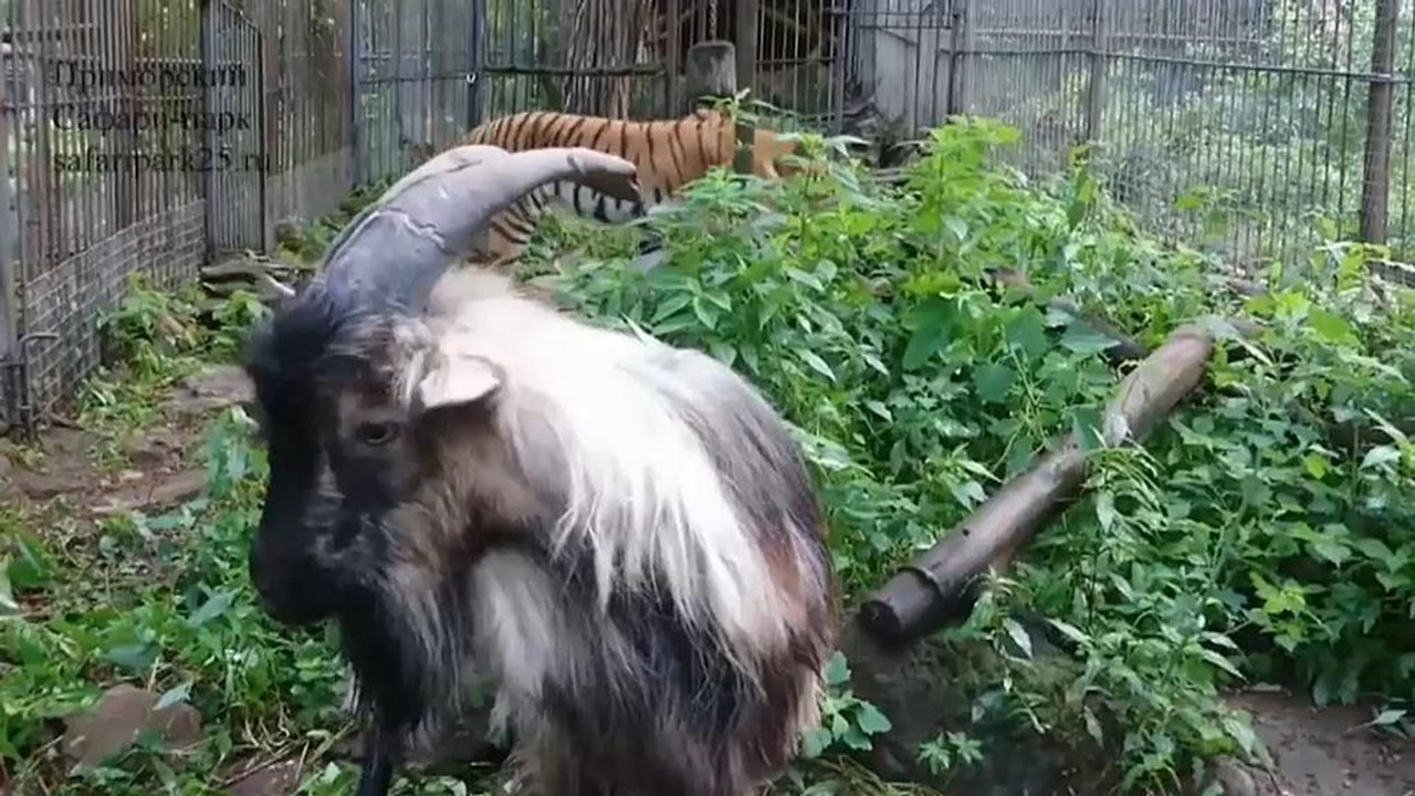 Tiger und ziege: freundschaft aus