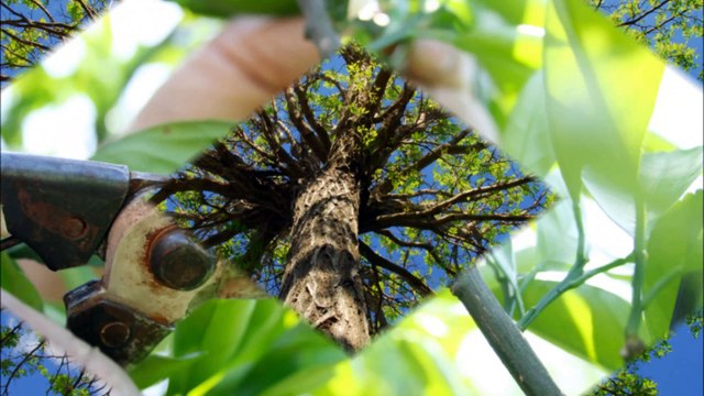 The Tree Man - (253) 215-1247