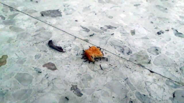 Quand les fourmis reviennent du McDo... Nuggets pour tout le monde