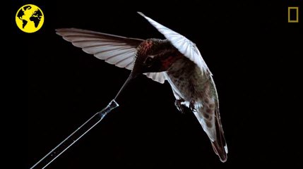 L’œil de Courrier. Un colibri au ralenti et une ruelle sans fin : les vidéos de la semaine