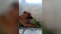 L'amitié improbable entre un chien et un perroquet... Adorable