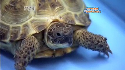 米田麗香のかわいいカメの生態 (8)