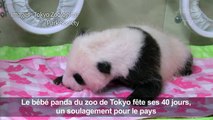 Japon: soulagement du pays après les 40 jours d'un bébé panda