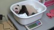 Japon: soulagement du pays après les 40 jours d'un bébé panda
