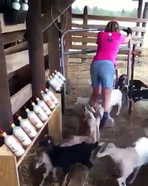 Keçi yavrularını besleme - acemikamera