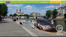 Un cachalot sur les quais de Seine !