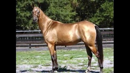 店橋憲一が美しいと感じた馬 (7)