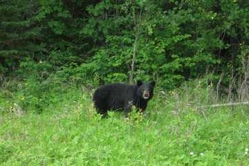 Bear Enters Into the Village-Oneindia Tamil