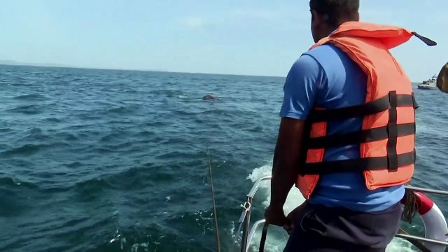 Sri Lanka: deux jeunes éléphants sauvés en pleine mer