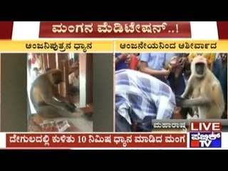 Monkey Meditates & Blesses Devotees In Samrat Maharaj Temple, Maharashtra