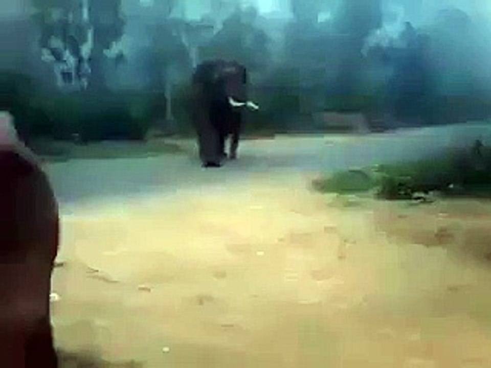 dog nay elephant ko mar bagaya