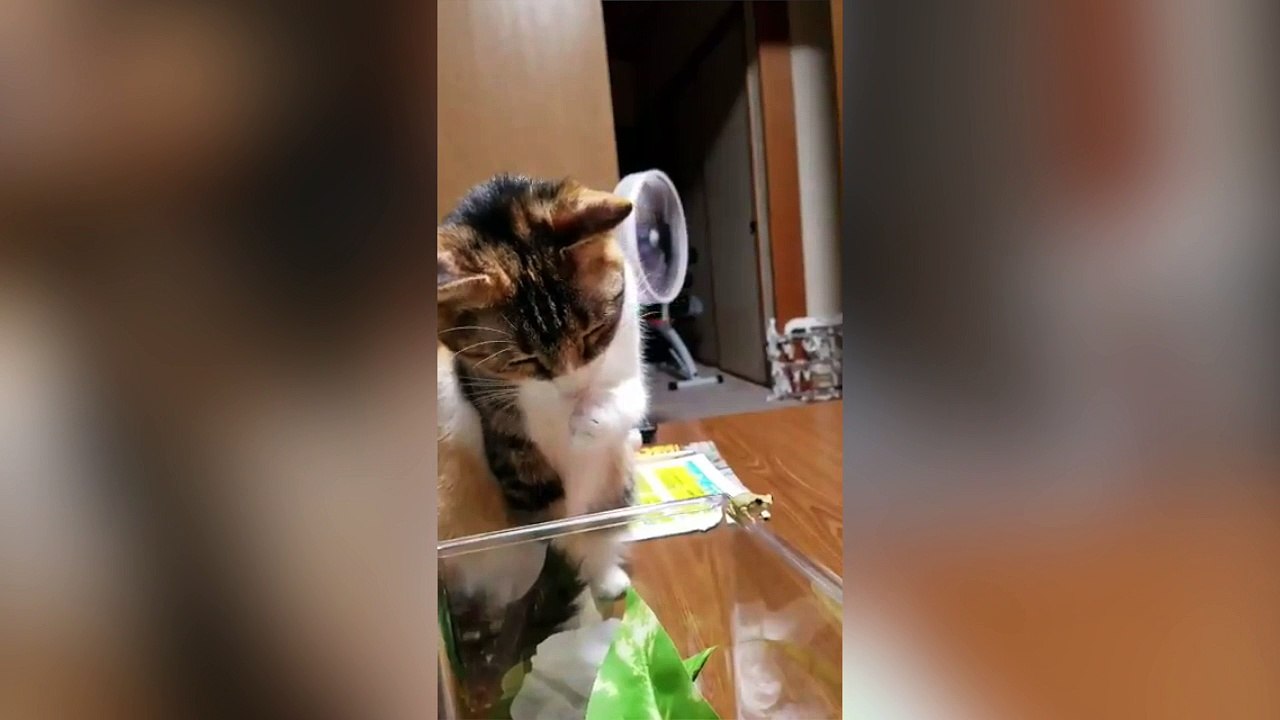 Ce chat est très intrigué par une grenouille !