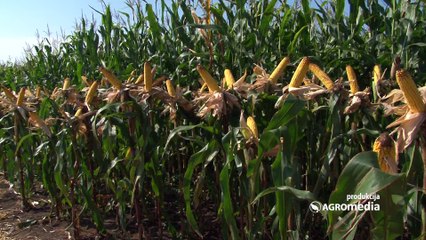 Ulyxxe i Cadixxio – hibridi kukuruza bez mane