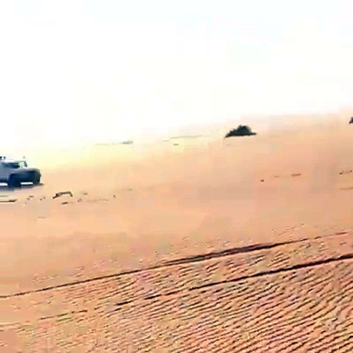 Arabian dogs Hunting deer in desert
