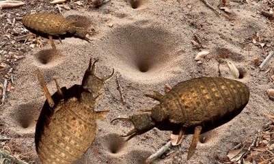 Mấy ai còn nhớ con vật của tuổi thơ này Con Cút Đất - Kiến Sư Tử