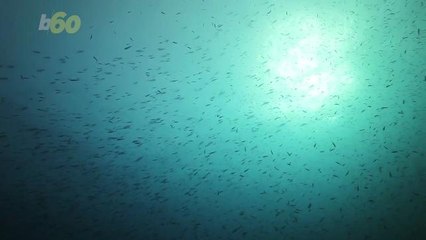 Treasure Hunters May Have Found Gold On A Ship Sunk By Hitler