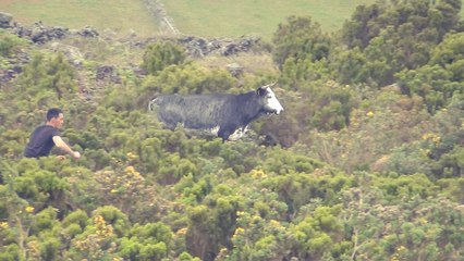 CONFUSÃO PORQUE AS VACAS FUGIRAM