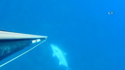 Dev Balığı Zıpkınla Böyle Avladı