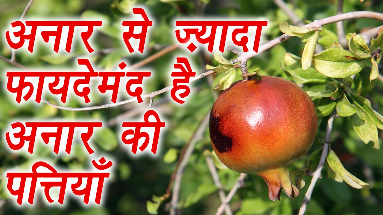 Pomegranate Leaves: Skin and Health Benefits, अनार से ज़्यादा फायदेमंद है अनार की पत्तियाँ | Boldsky
