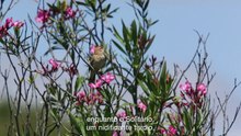 Aves no Sul de Portugal