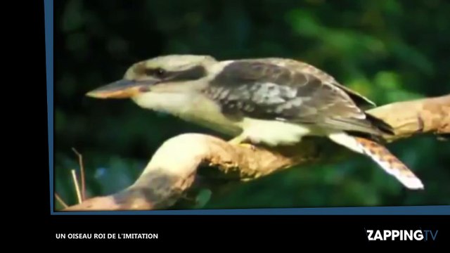 Un oiseau étonnant capable de reproduire les bruits d’un appareil photo et d’une tronçonneuse (vidéo)