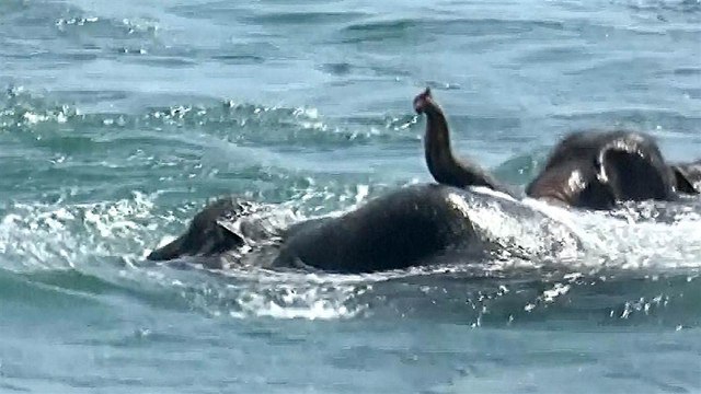 Elephants Swept Out To Sea Rescued By Sri Lankan Navy