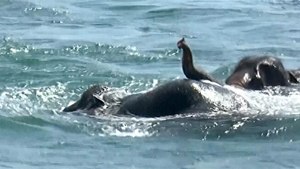 Elephants Swept Out To Sea Rescued By Sri Lankan Navy