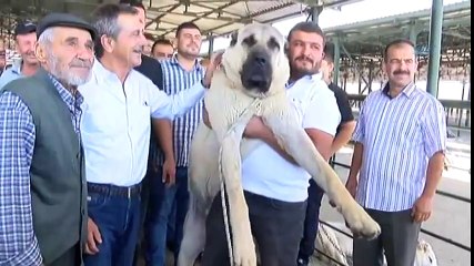 Festivalin İlgi Odağı ’Boğaç’ Oldu