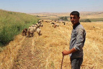 Batman Üniversitesi'nde Diplomalı Çobanlar Yetişecek