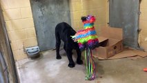 Une panthère noir déchirant une Piñata fait un bruit terrifiant !!