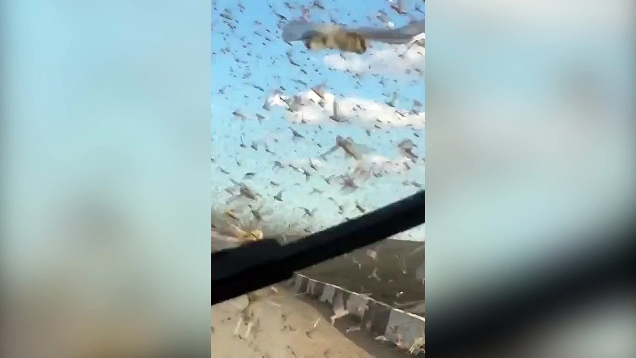 Un homme traverse un nuage de criquet !